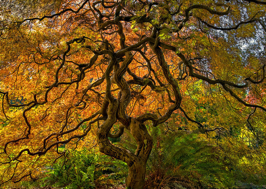 Gnarly Backlit Maple Photograph by Philip Kuntz - Fine Art America