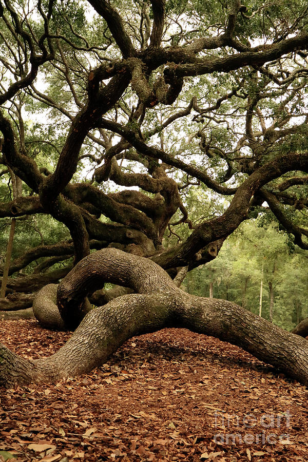 Gnarly Live Oak Photograph by Amy Curtis