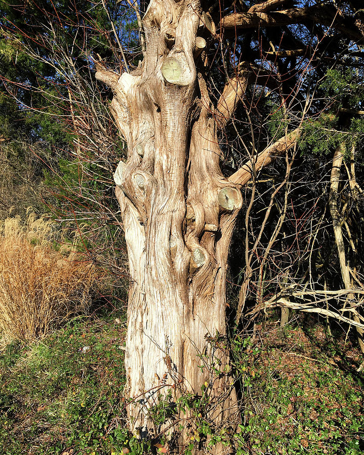 Gnarly Old Tree Photograph by Bill Swartwout