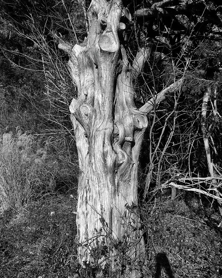 Gnarly Old Tree in Black and White Photograph by Bill Swartwout