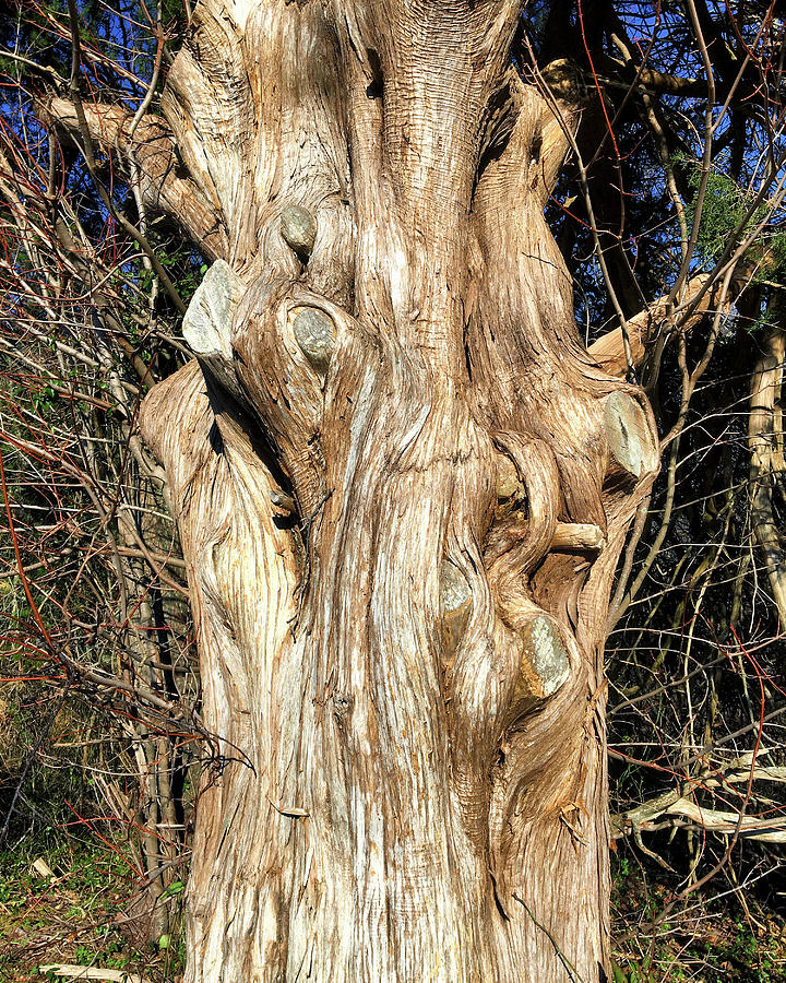 Gnarly Old Tree Trunk Photograph by Bill Swartwout