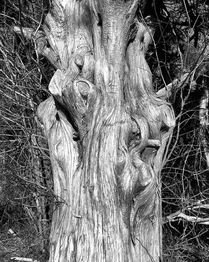Gnarly Old Tree Trunk In Black And White Photograph