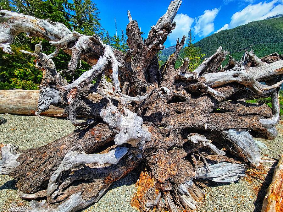 Mountain Photograph - Gnarly Root - Nahmint Lake by Adam Copp