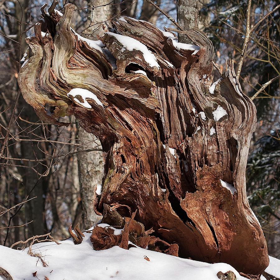 Gnarly Stump In Snow Photograph