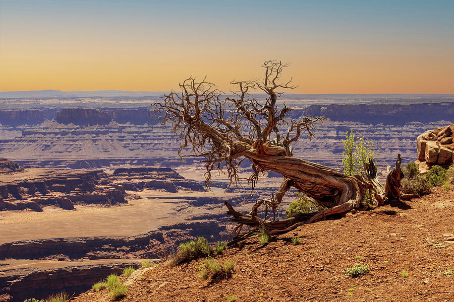 Gnarly Tree at Dead Horse Point State Park Photograph by Patti Deters