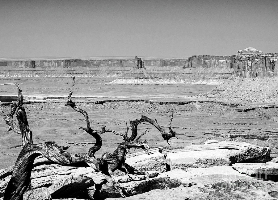 Gnarly Tree BW Grand View Trail Canyonlands National Park Moab Utah Photograph by Wayne Moran