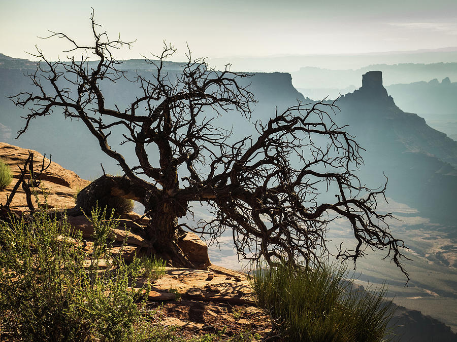 Gnarly Tree in Canyonland Photograph by David Choate