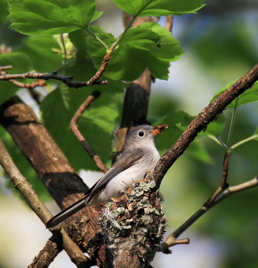 Gnatcatcher Bird On Nest Photograph by Dan Sproul