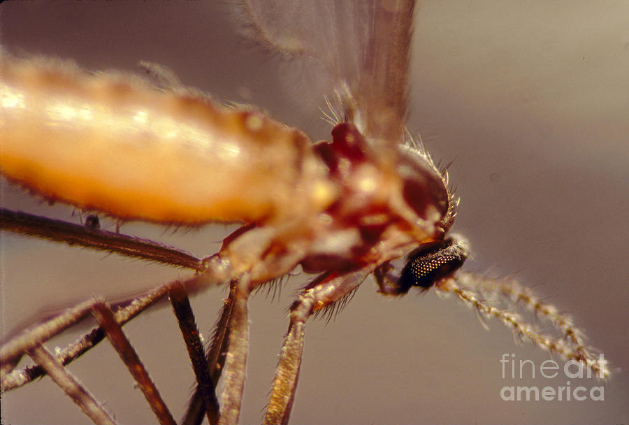 Gnats Eye and Body Photograph by Wernher Krutein