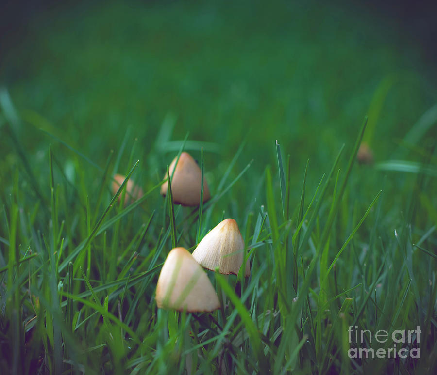 Gnome hats or Mushrooms? Photograph by Adrian De Leon Art and Photography