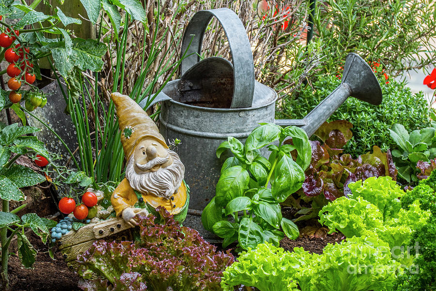 Gnome in Kitchen Garden Photograph by Arterra Picture Library