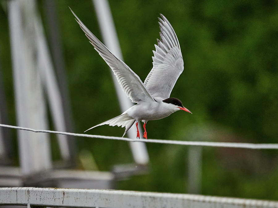 Go. Common tern Photograph by Jouko Lehto