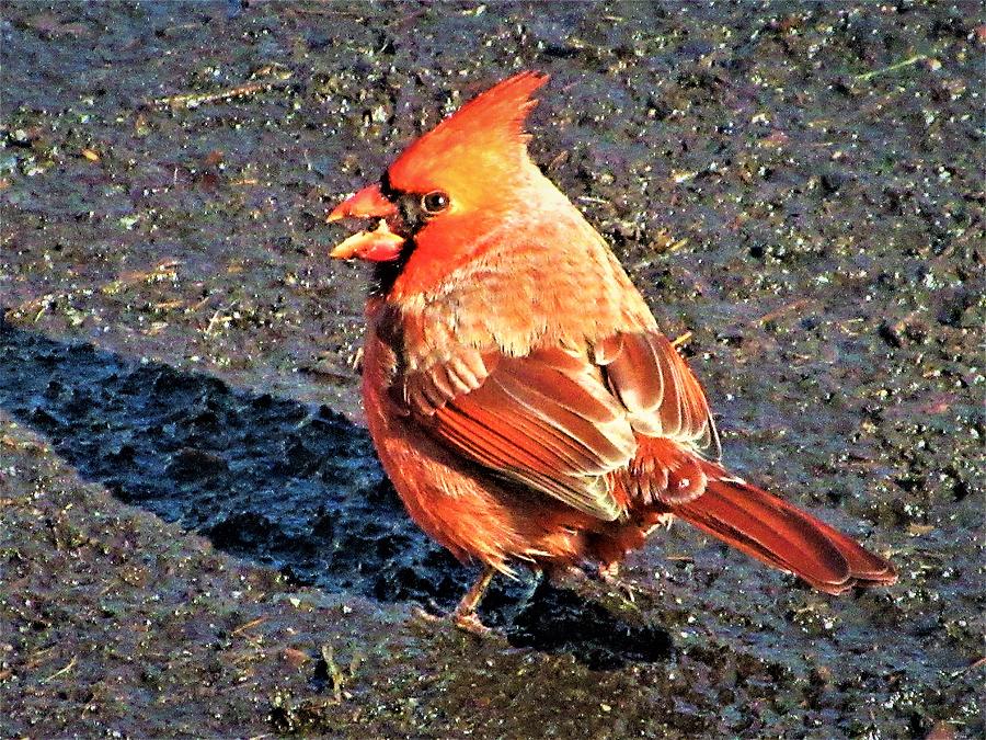 Go Photograph Some Squawking Blue Jay Photograph by Mark Golubow Fine