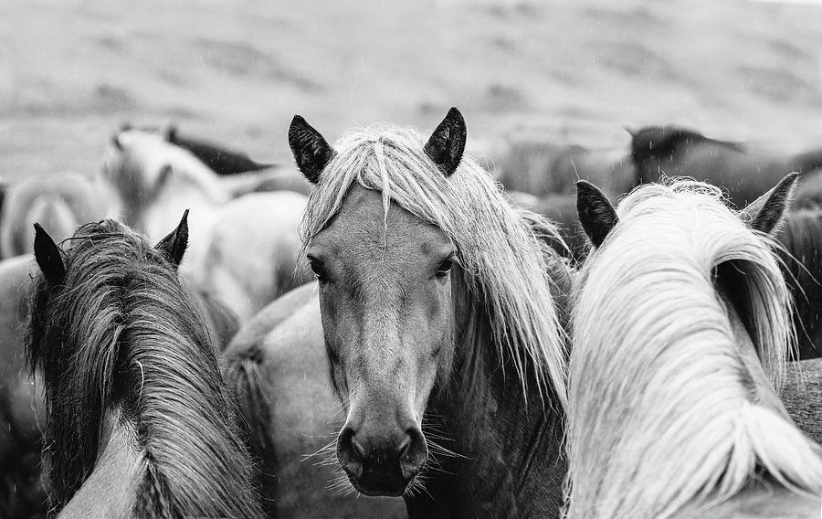 Go your own way II - Horse Art Photograph by Lisa Saint