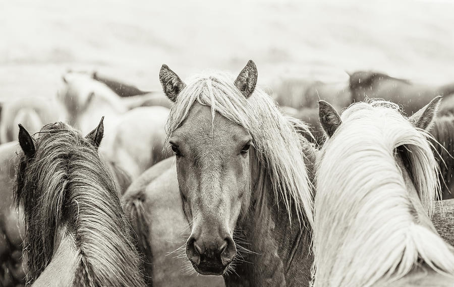 Go your own way III - Horse Art Photograph by Lisa Saint