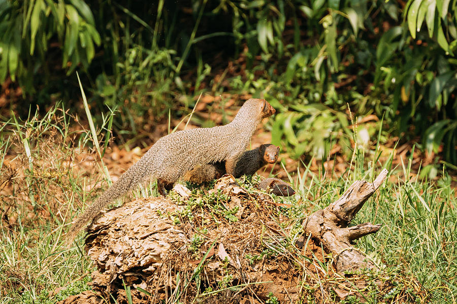 Goa, India. Three Indian Grey Mongoose Sitting On Stump In Sunny Photograph by Ryhor Bruyeu - Pixels Goa, India. Three Indian Grey Mongoose Sitting On Stump In Sunny Photograph by Ryhor Bruyeu - Pixels
