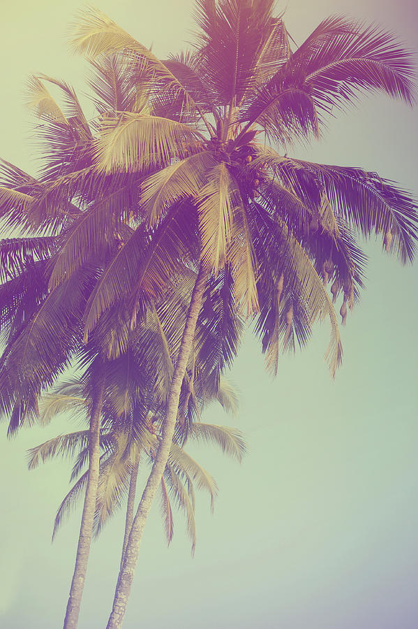 Goan Palms Photograph by Jenny Rainbow