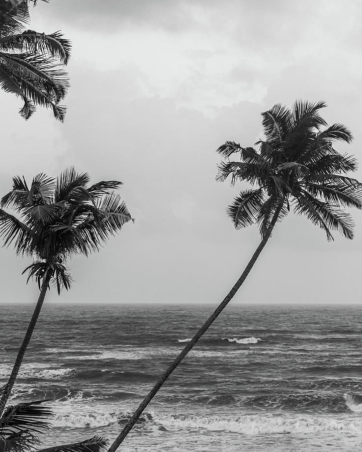 Goan seashore featuring palm trees and sea in Black and white ...