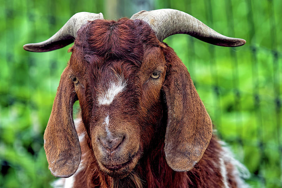 Goat 1358 Photograph