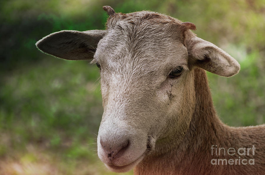 Goat  Photograph by Andrea Anderegg