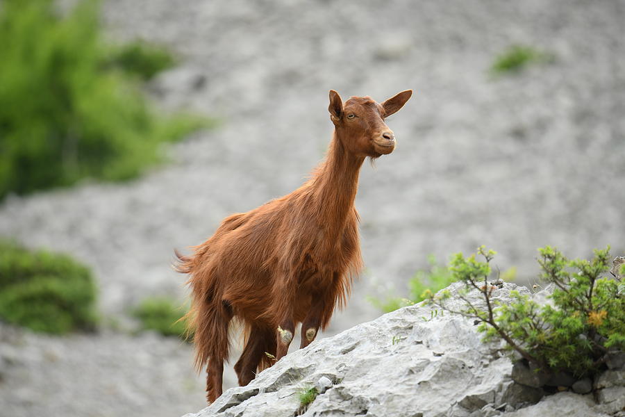 Nature Photograph - Goat by Bess Hamiti