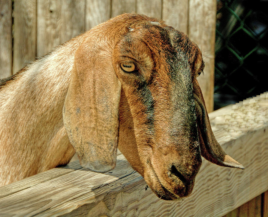 Goat  Photograph by Cathy Kovarik