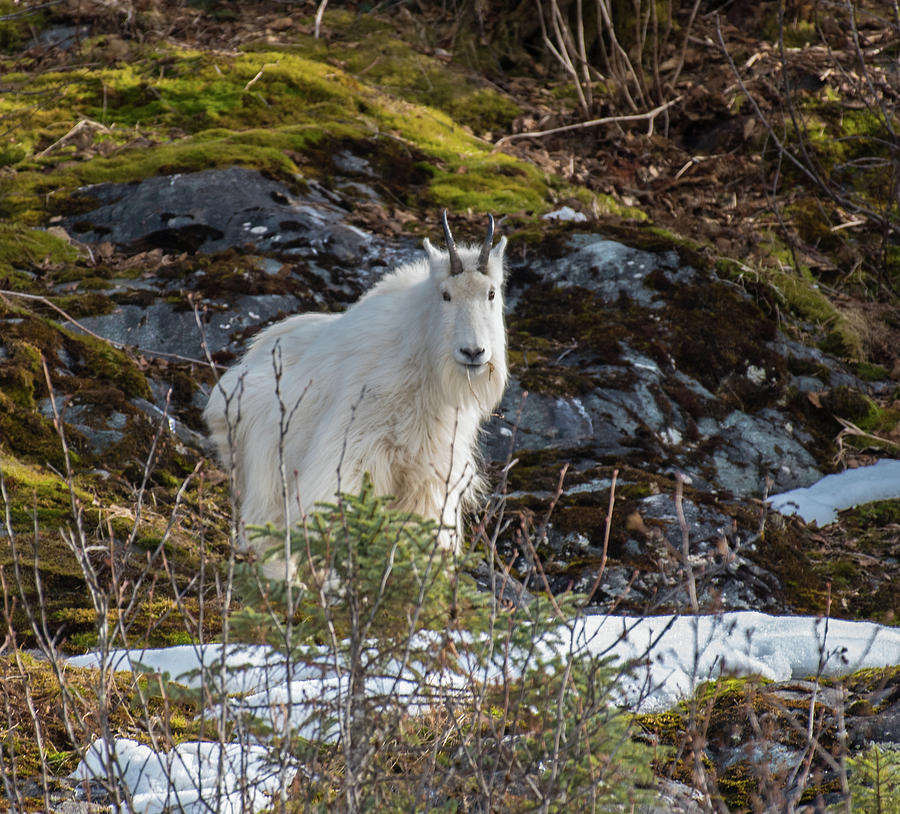 Goat Photograph by David Kirby