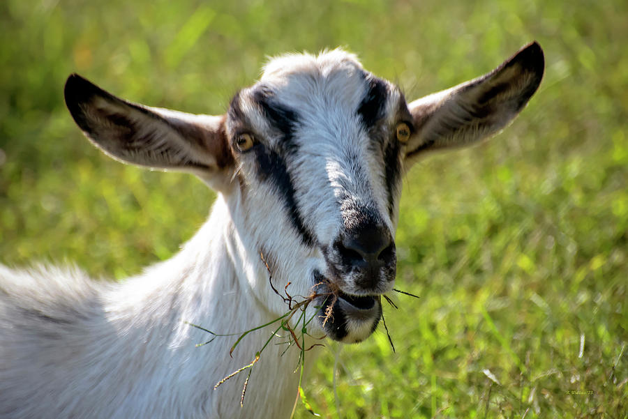 Goat Photograph - Goat Eating by Brian Wallace