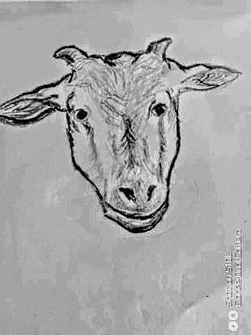 Goat face Digital Art by Gideon David - Fine Art America