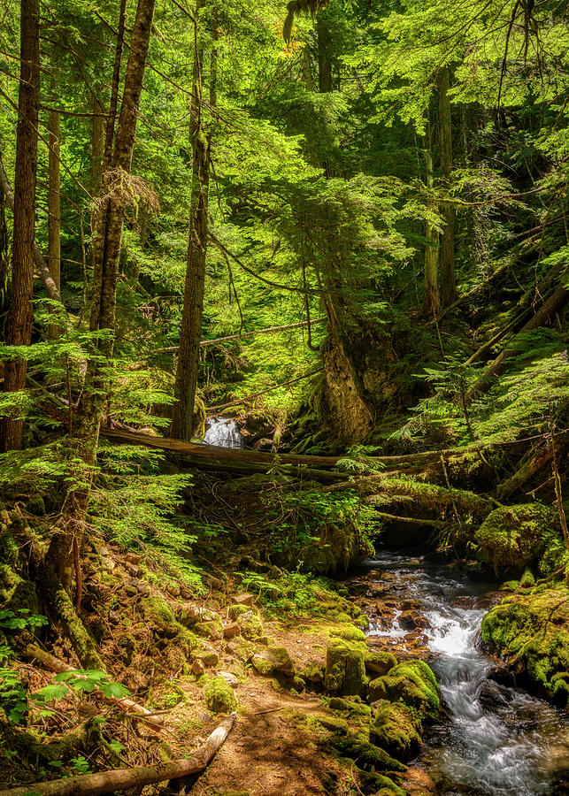 Goat Falls Trail Photograph by Bill Ray - Fine Art America