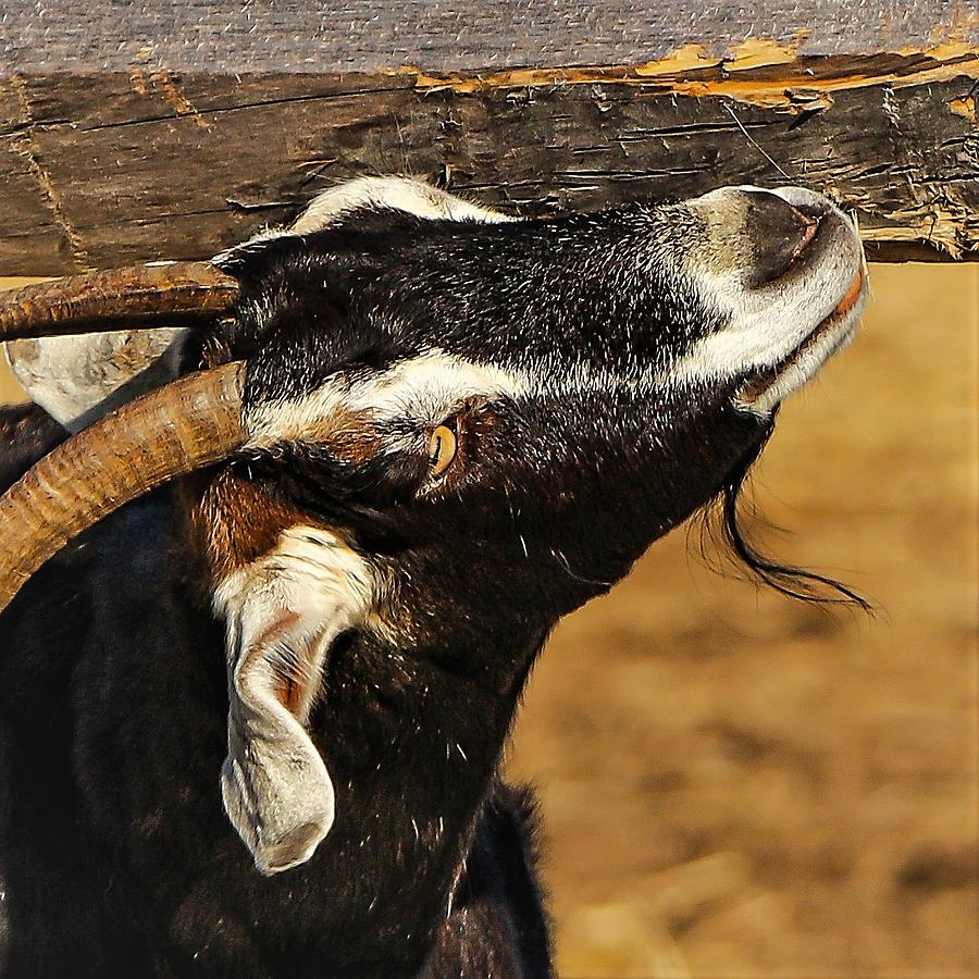Goat Photograph by John Linnemeyer