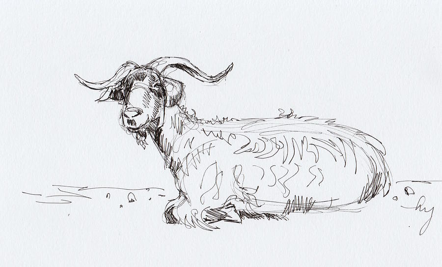 Farm Animals Drawing - Goat Lying Down Drawing by Mike Jory
