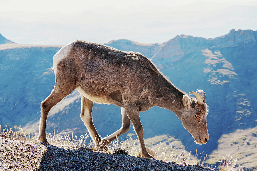 Goat on a mountain Photograph by Nathan Wasylewski