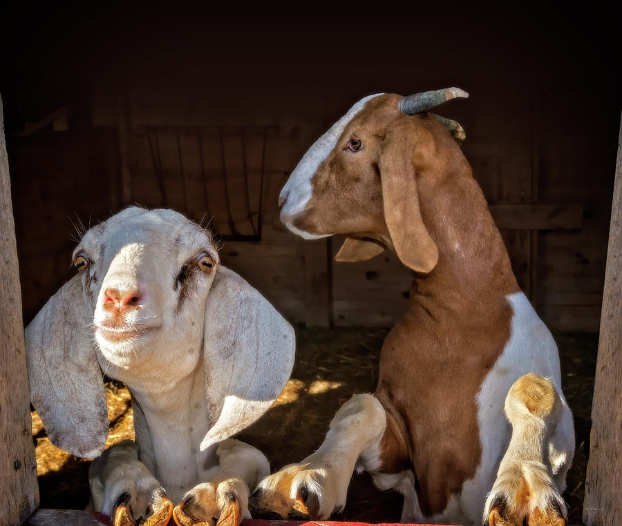 Goat Pair Portrait Photograph by Brian Wallace