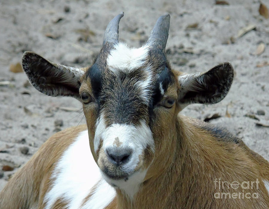 Goat Portrait  Photograph by D Hackett
