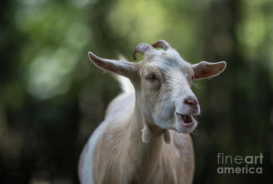 Goat Portrait Photograph by Eva Lechner