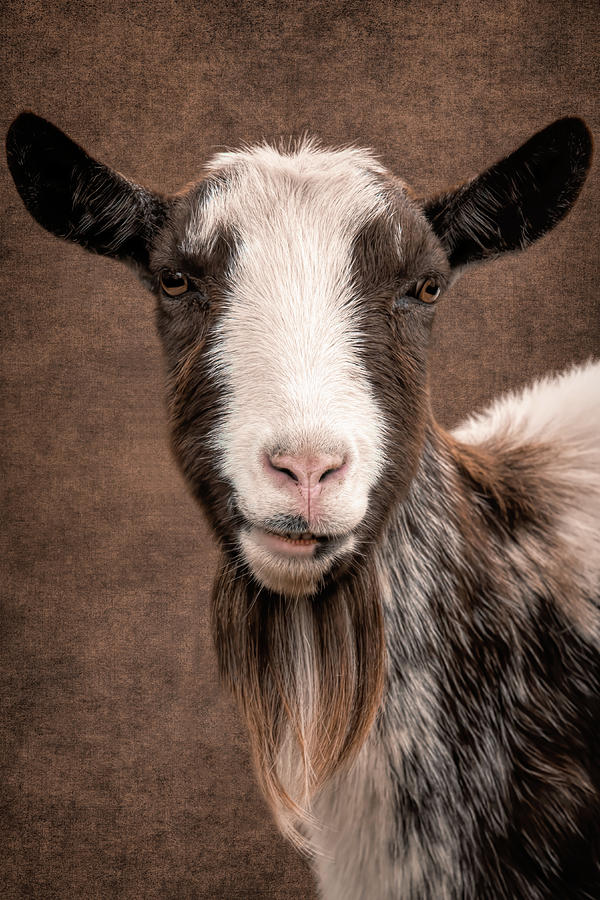 Goat Portrait Digital Art by Marjolein Van Middelkoop