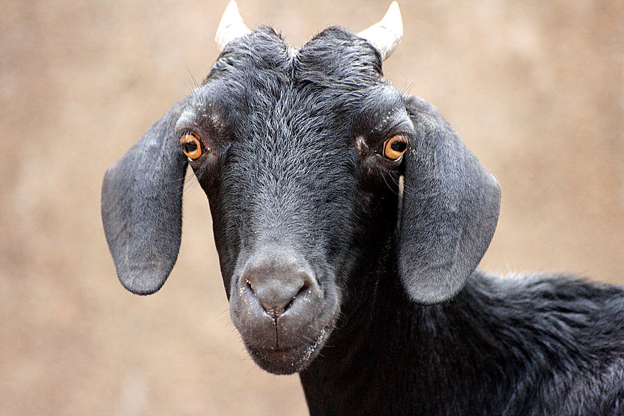 Goat  portrait Photograph by Sathiya