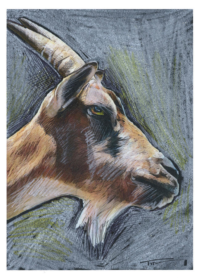 Goat Profile Mixed Media by Tim Nyberg