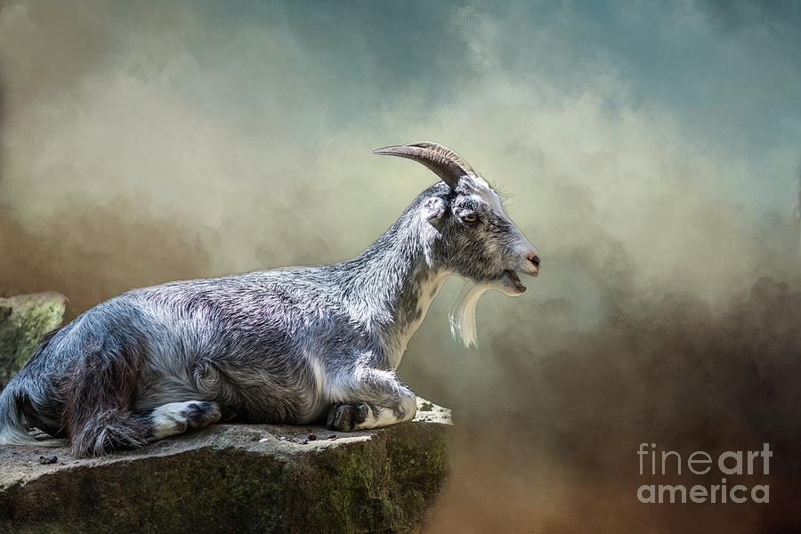 Goat Resting Photograph by Eva Lechner
