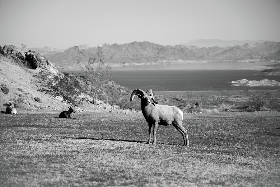 Goat Photograph by Rocco Silvestri