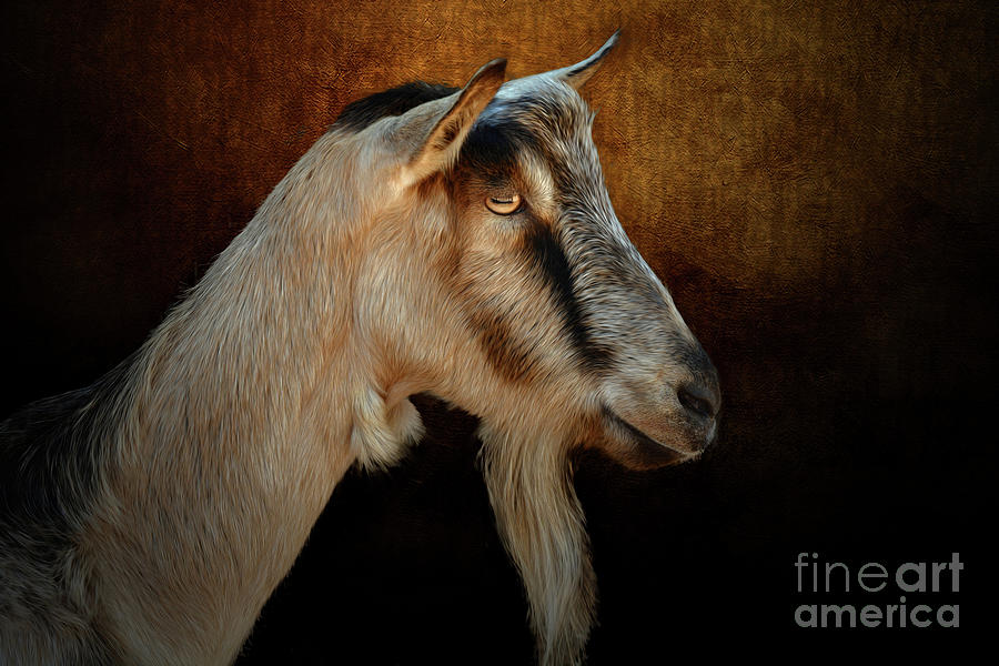 Goat  Photograph by Savannah Gibbs