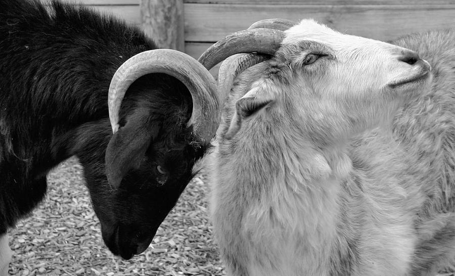 Goat Photograph - Goat Scratch by Kristin Elmquist