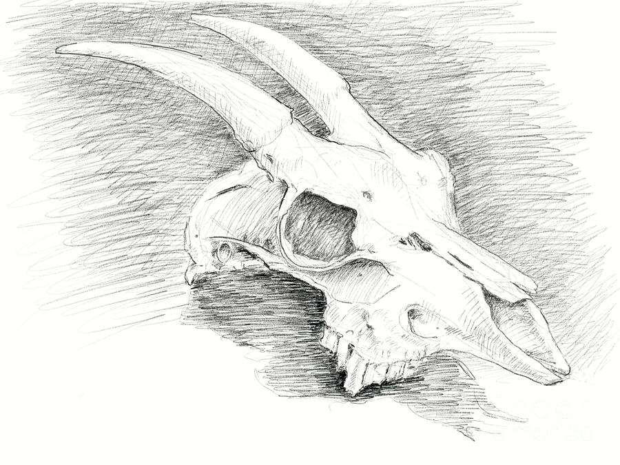 Goat skull drawing black and white Drawing by Adam Long