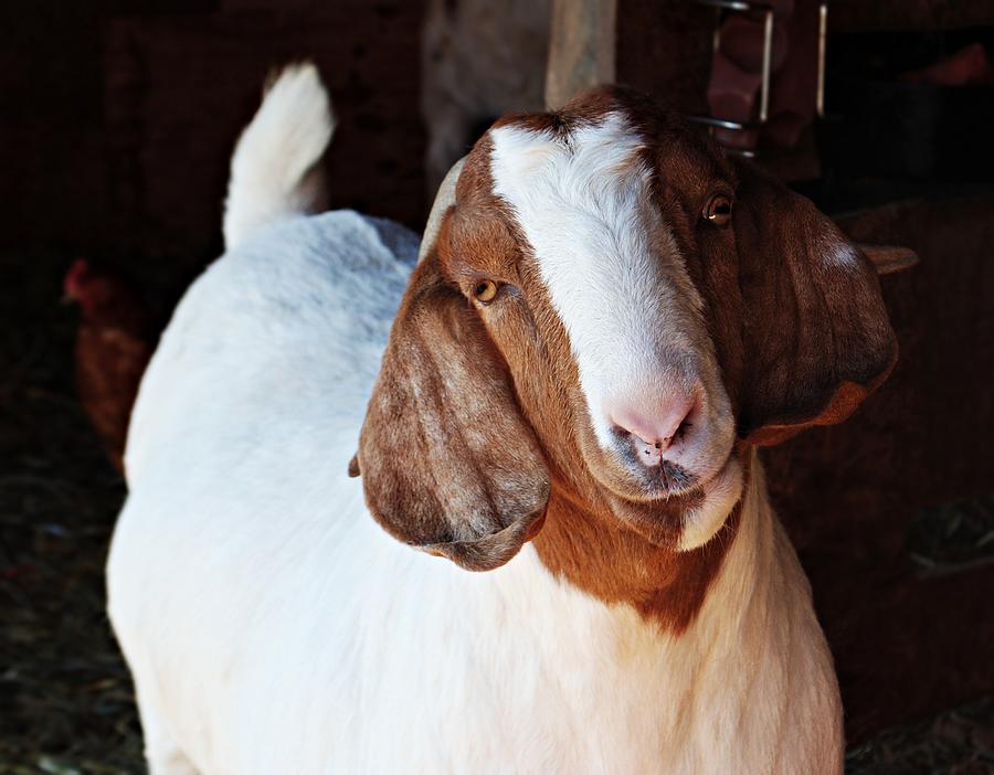 Goat Smiles Photograph by Alycia Paulus Photographs - Fine Art America