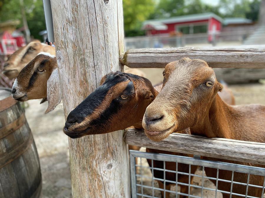 Goat Squad Photograph by Marcus Houin - Fine Art America