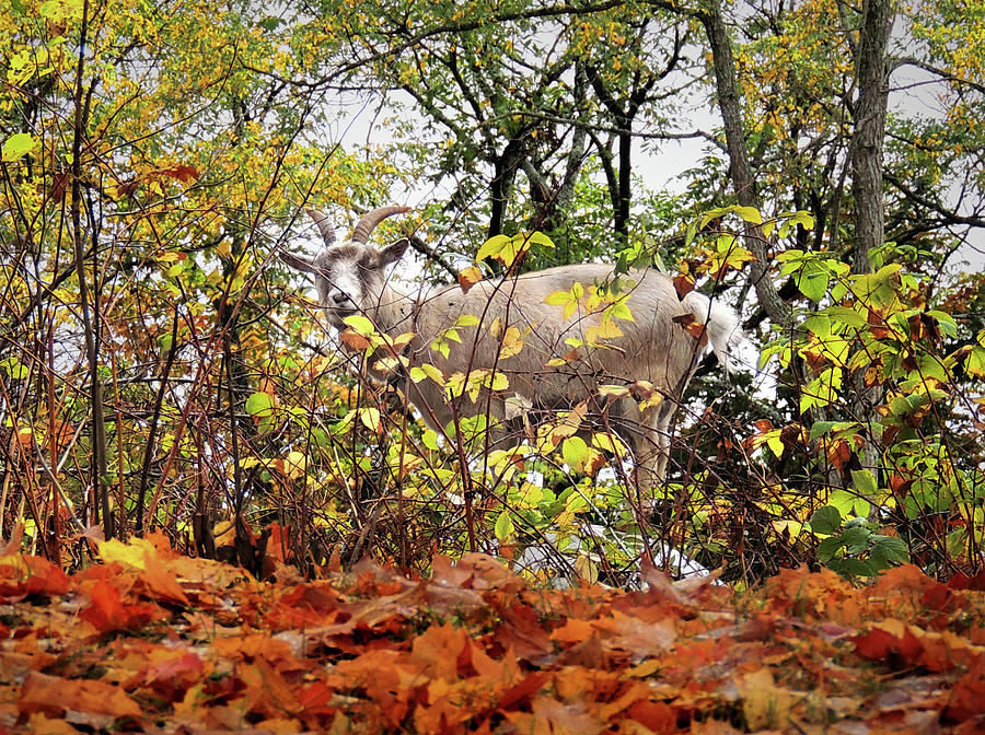 Goat Takes Autumn Reprieve Photograph by Nancy Griswold