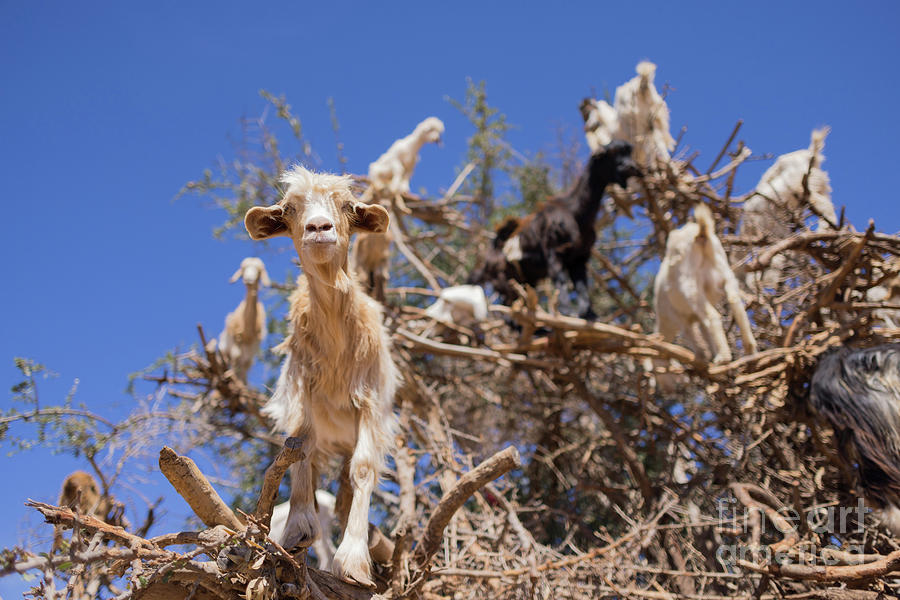 Goat Photograph - Goat Tree by Eva Lechner