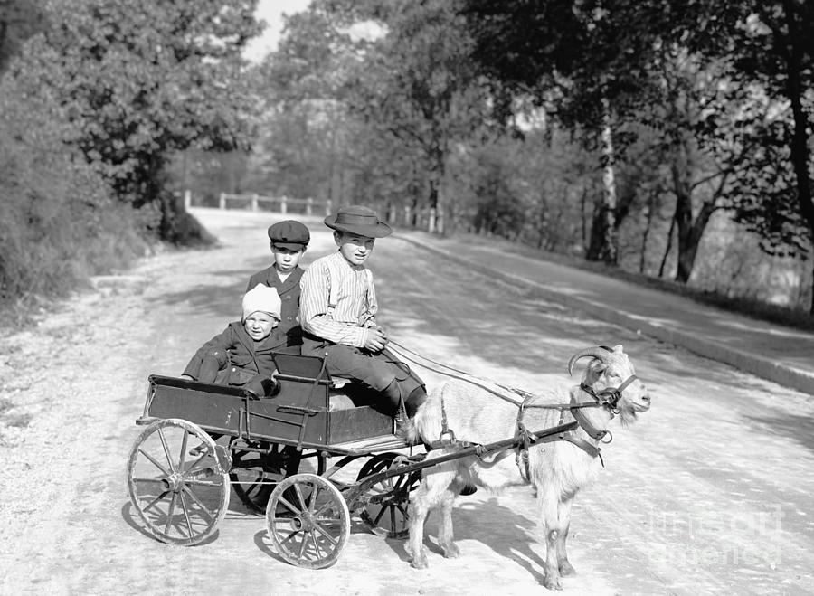 Goat Wagon, c1906 Photograph by Granger