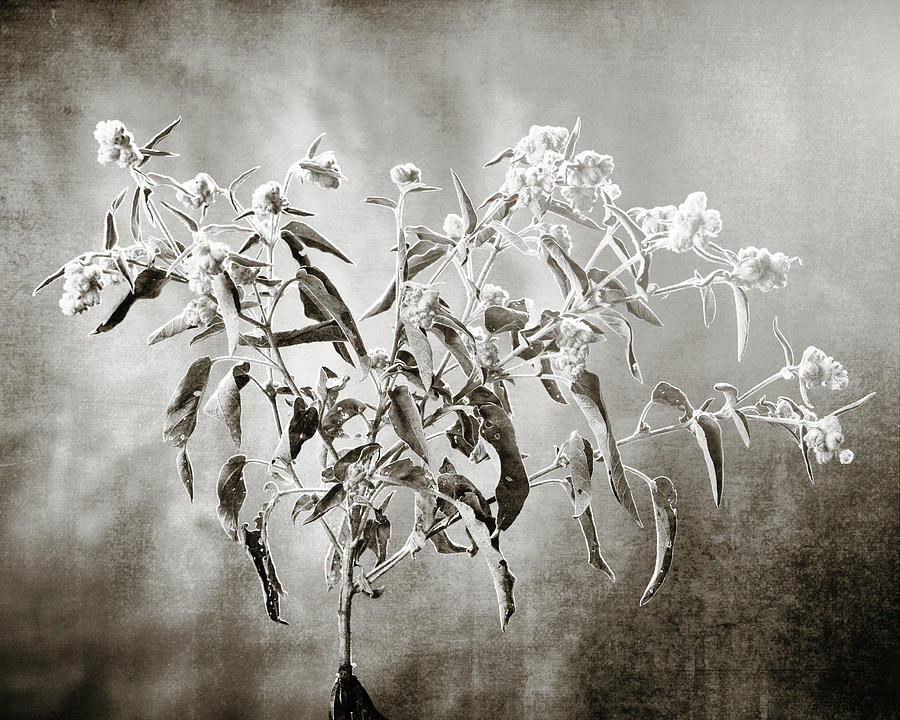 Goat Weed in Black and White  2053.205 Photograph by M K Miller